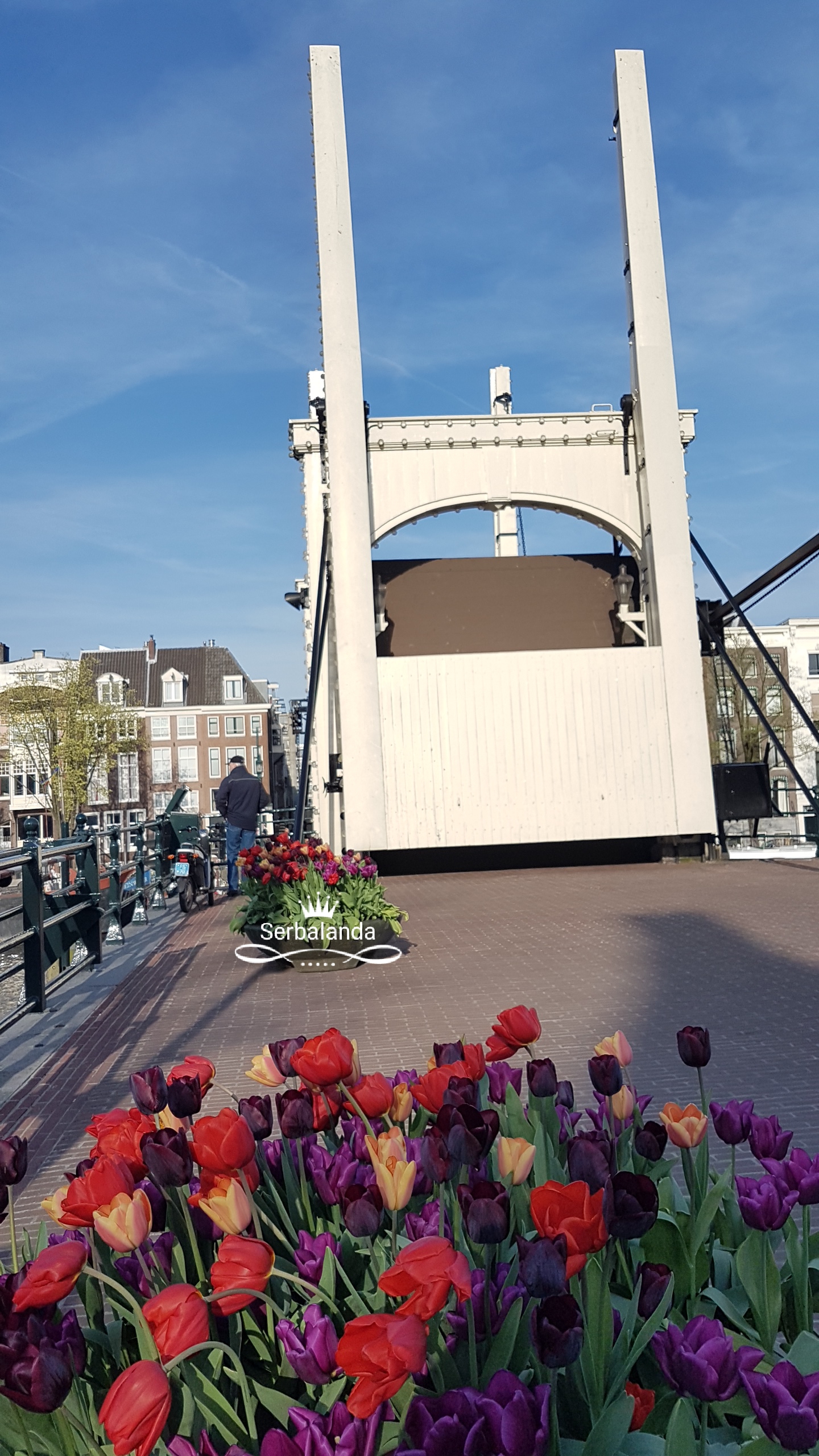 Bunga Tulip, Jembatan Kayu, Spot Amsterdam, Skinny Bridge