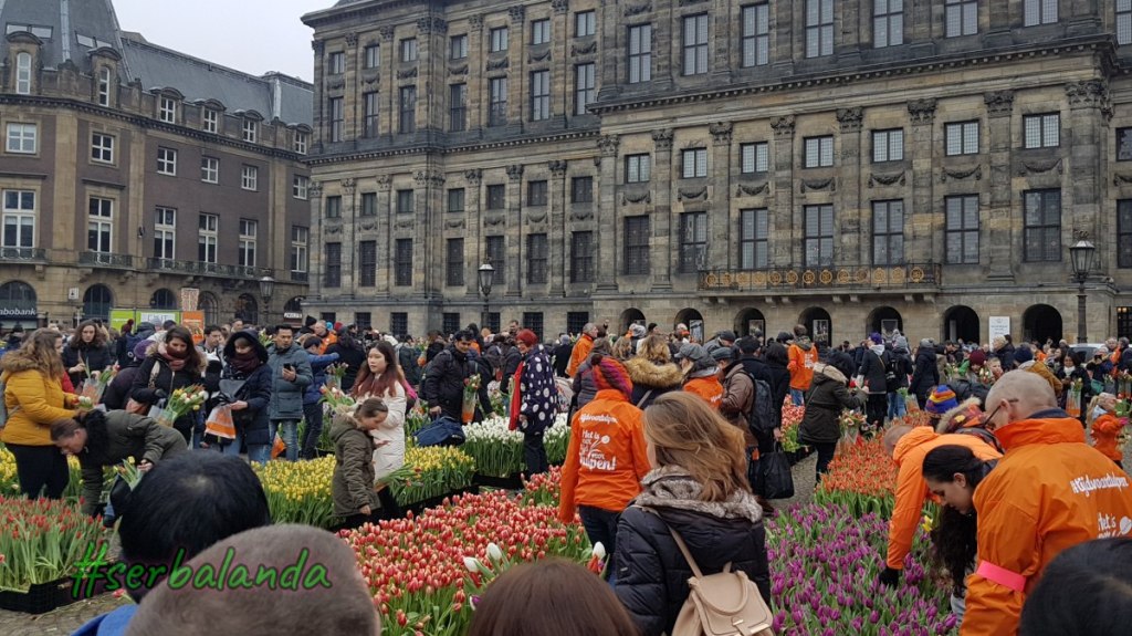 Gratis di Amsterdam, Bunga Gratis, Petik Tulip, Wisata Gratis di Belanda